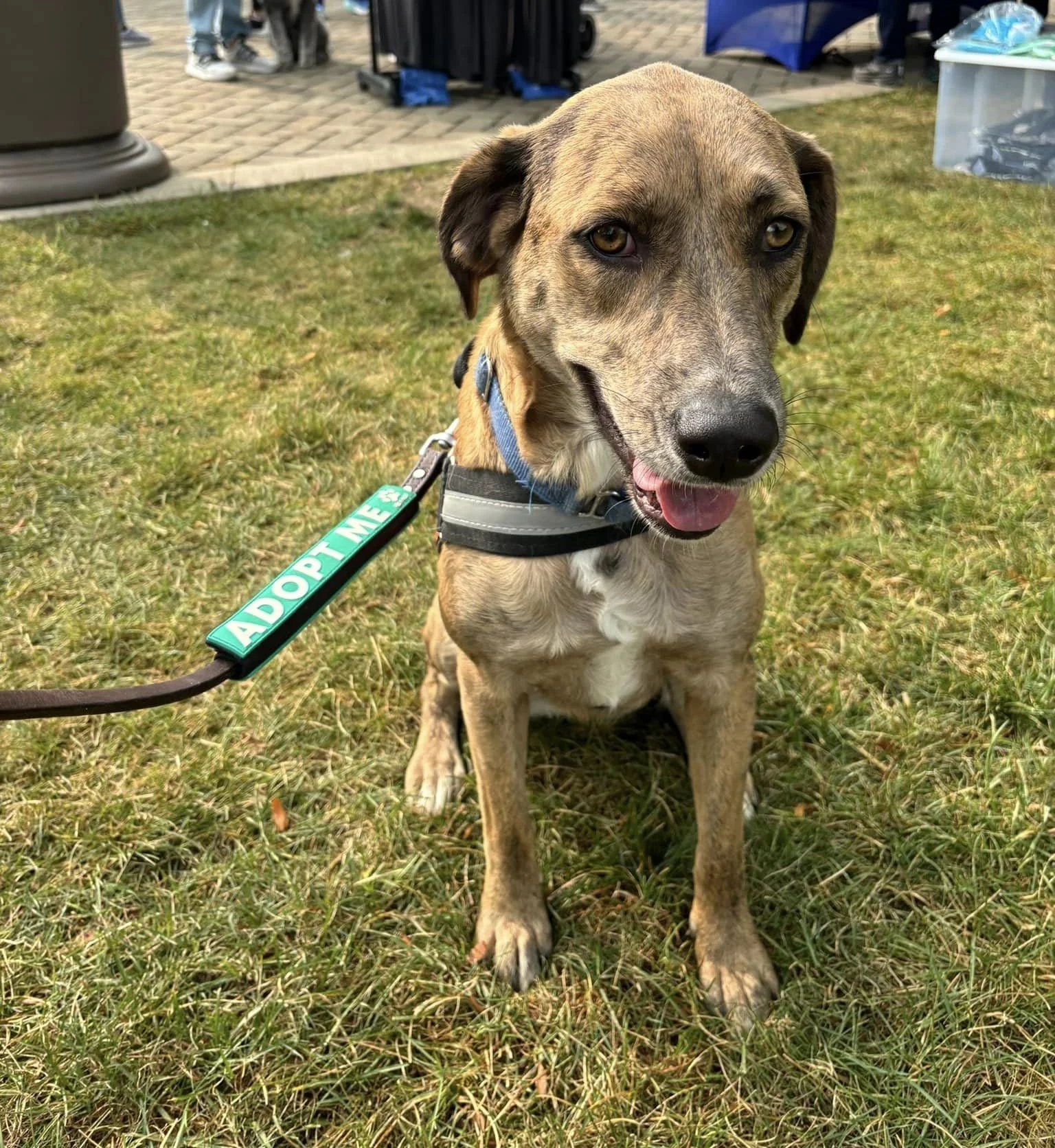 Lil Girl: A Loving Catahoula Leopard Dog & Shepherd Mix