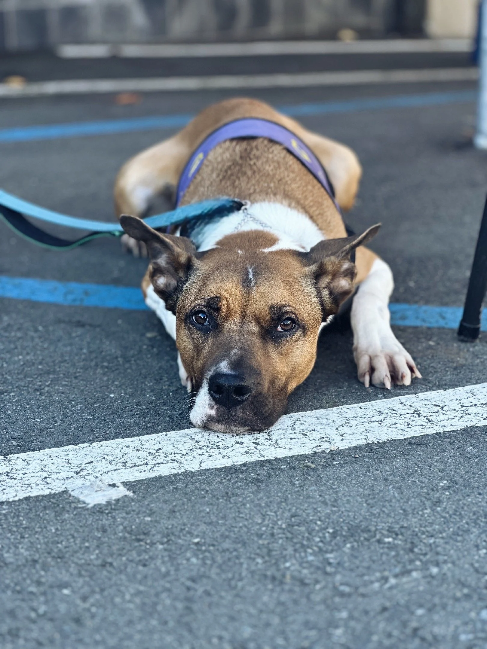 Arcee: A Playful and Loving Mixed-Breed Beauty Ready for Her Forever Home