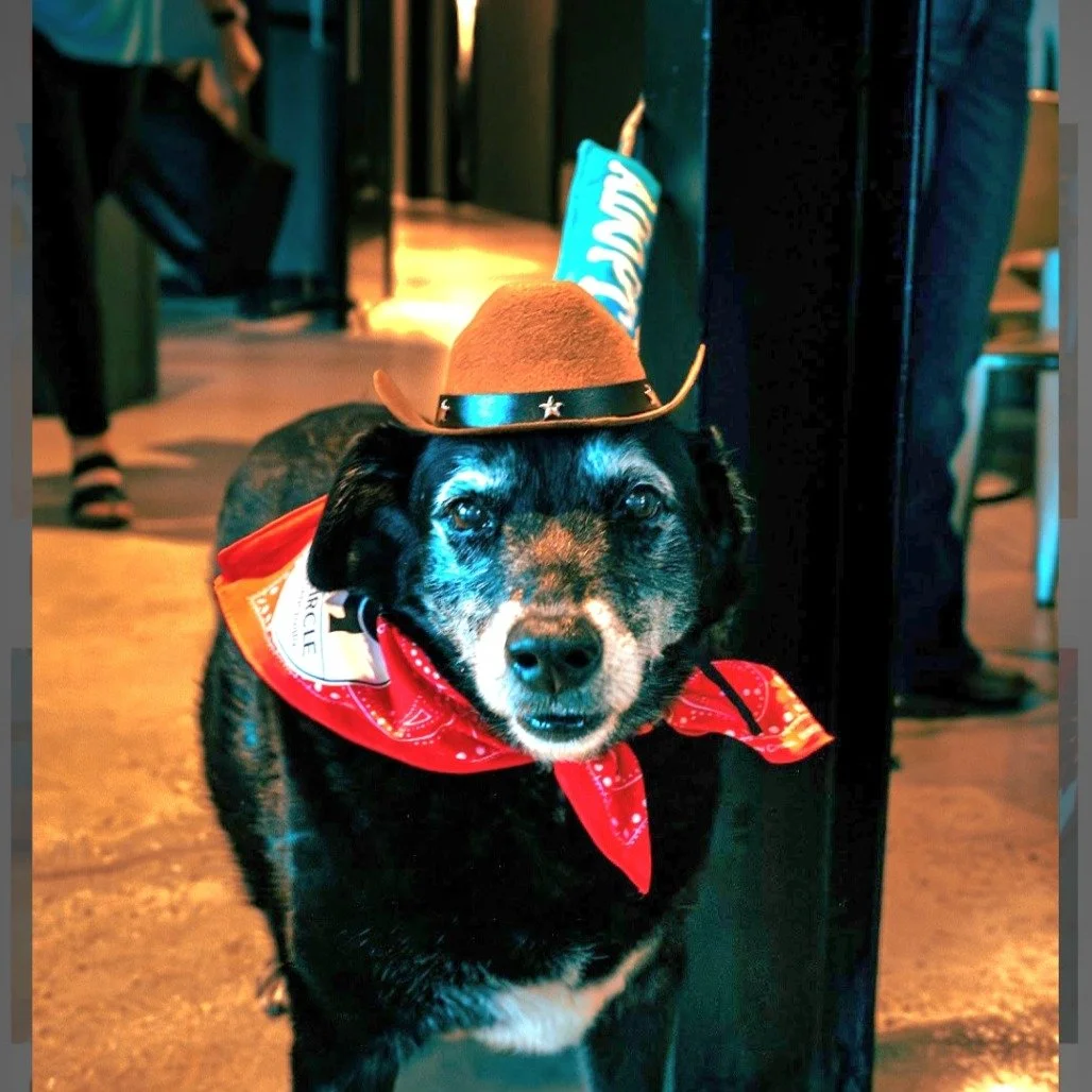 Easton: A Loving Senior Black Labrador Retriever Mix