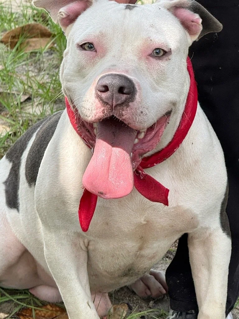 Brutus: A Playful American Bulldog & Staffordshire Bull Terrier Mix with Gorgeous Eyes