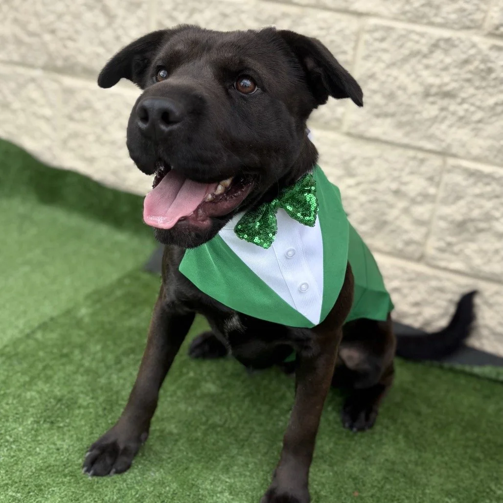 Jett: The Adventure-Loving Dog