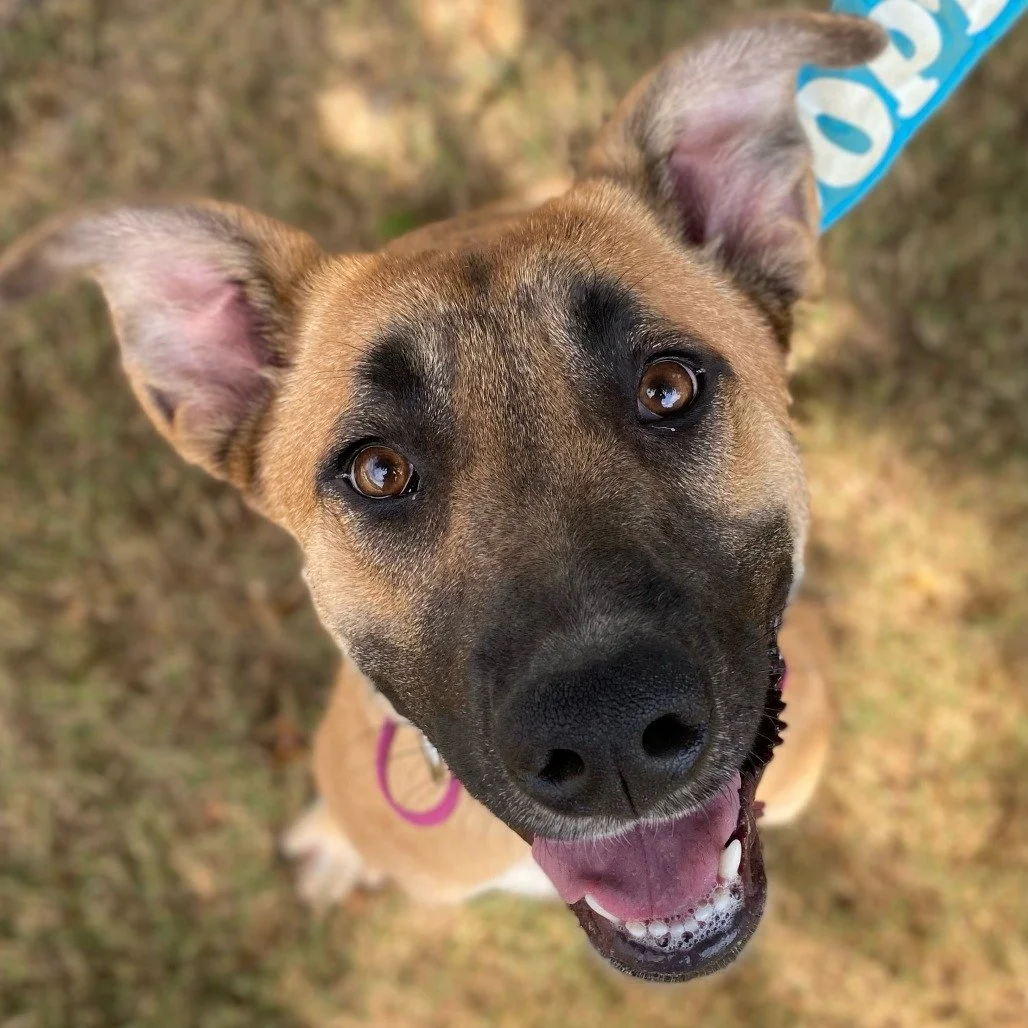 Hedy: A Smart and Adventurous Young Shepherd Mix