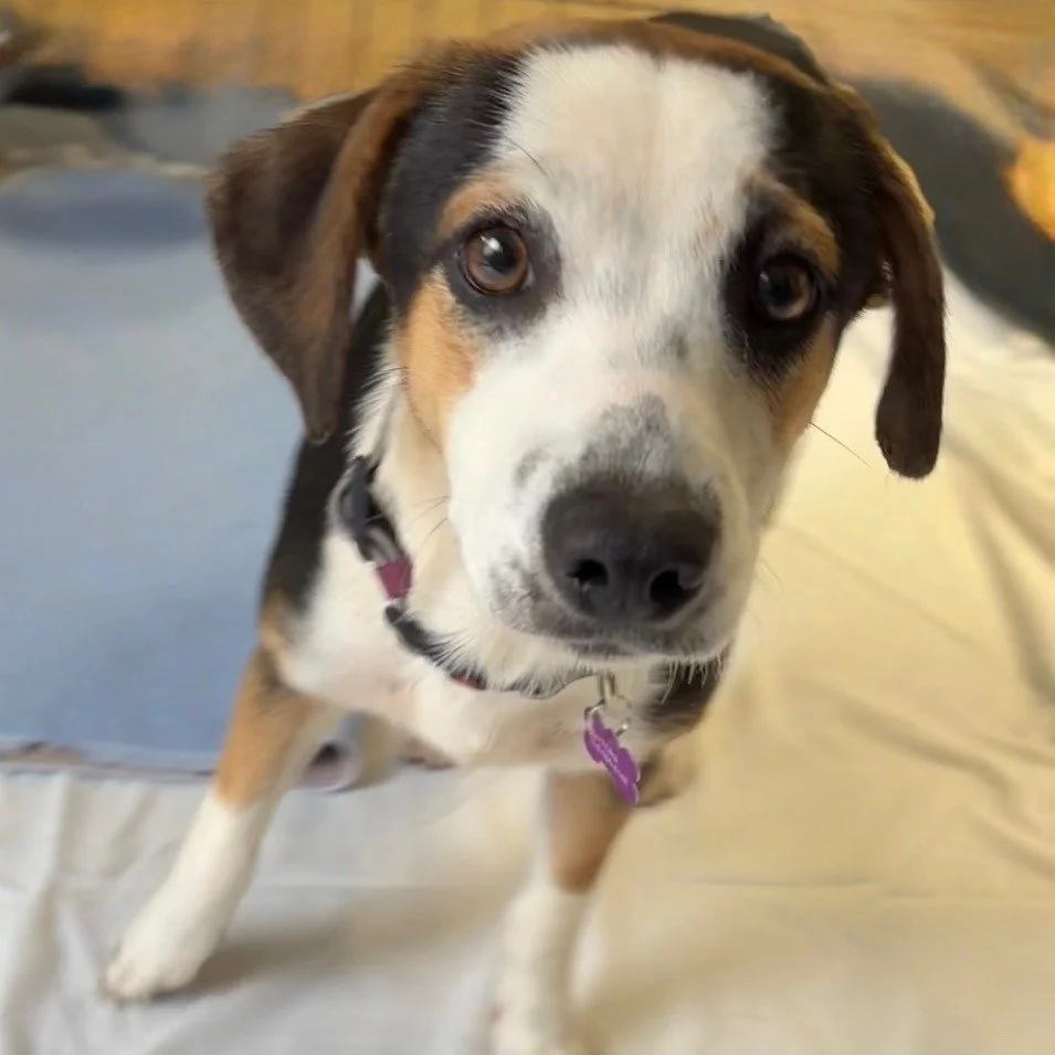 Charlie: A Gentle Beagle Mix