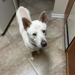 Mayson: An Outgoing Adventure Dog Ready for a New Life