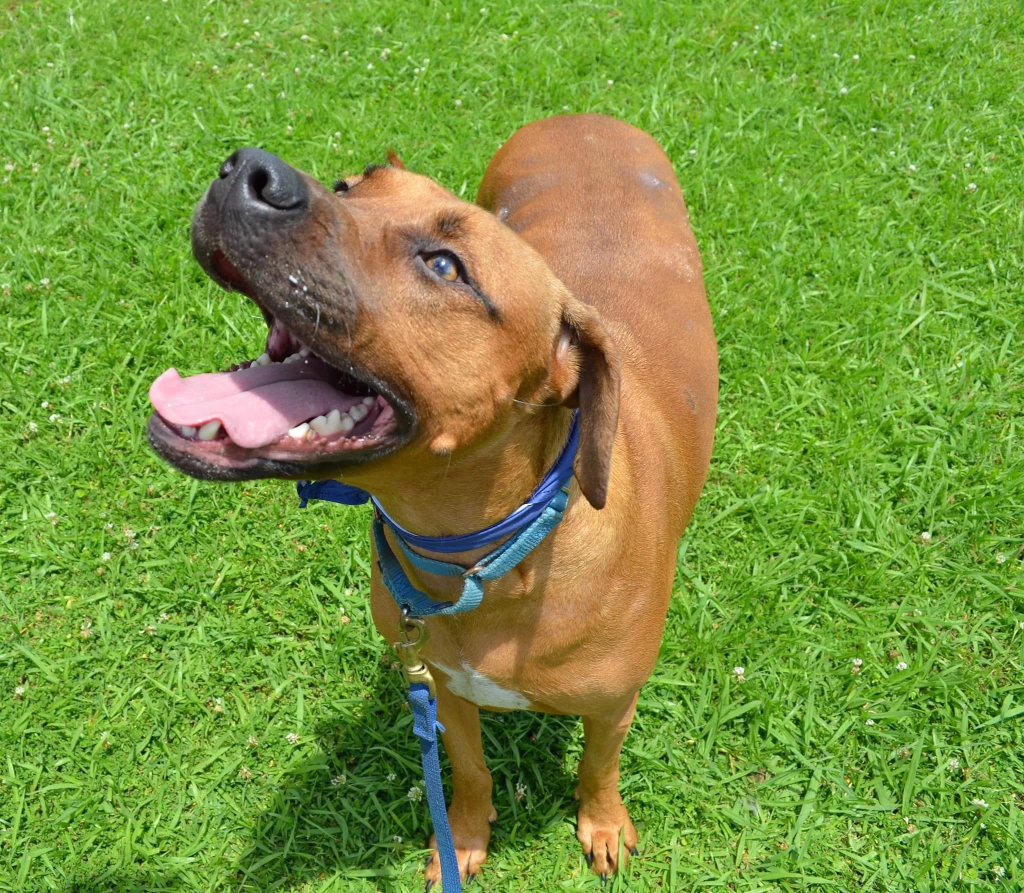 Lincoln Leroy: A Playful Hound Mix Who Will Keep You Smiling 