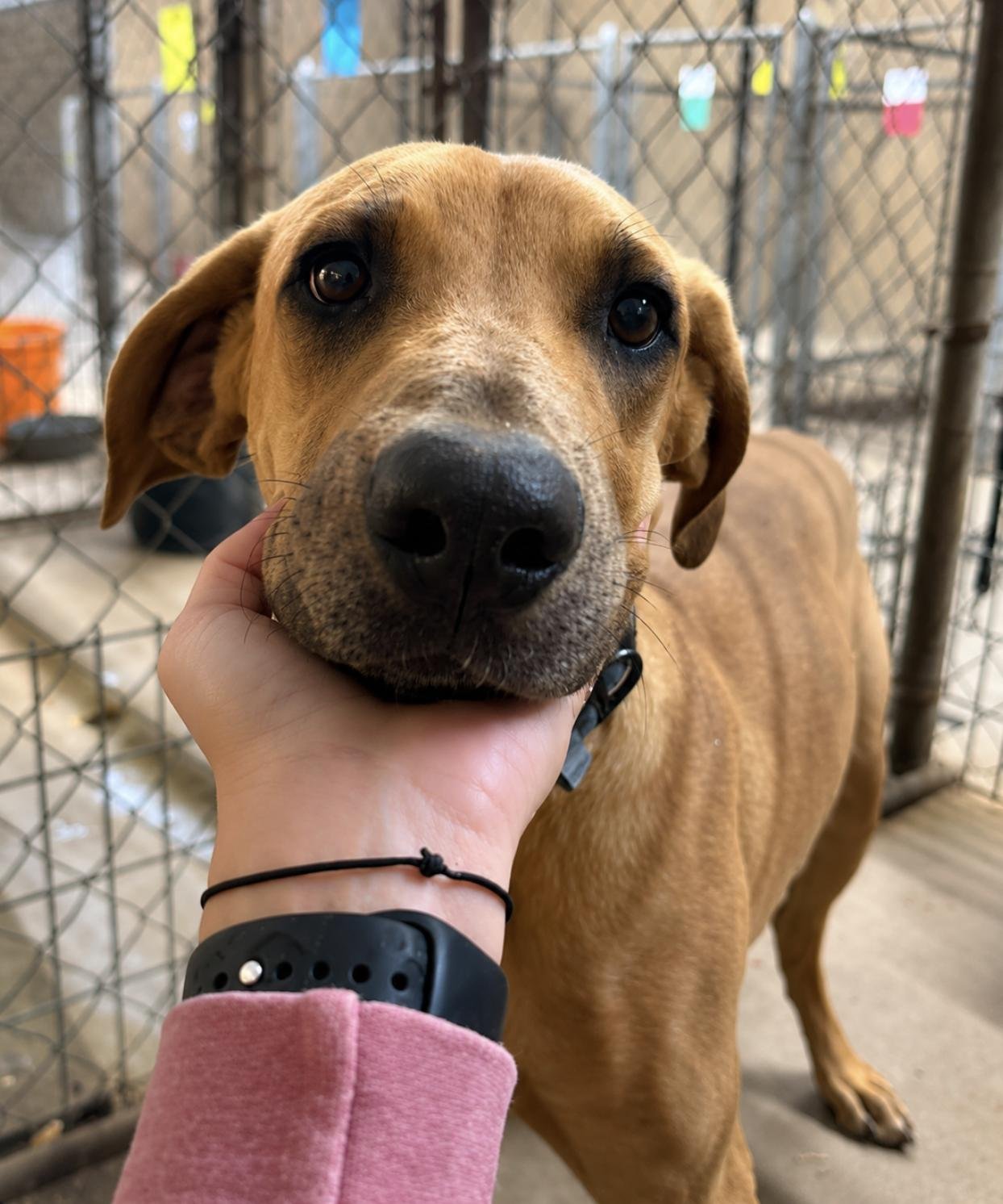 Copper Whopper: A Resilient Young Hound Ready to Discover Life as a Loved Family Dog