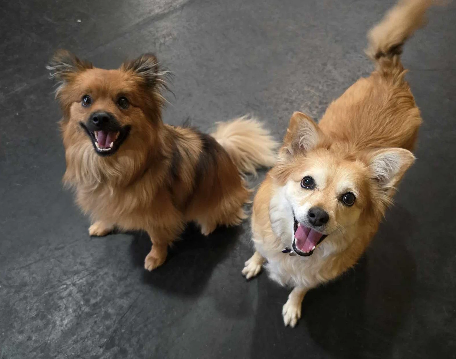 Princess and friend at SolDog .jpg