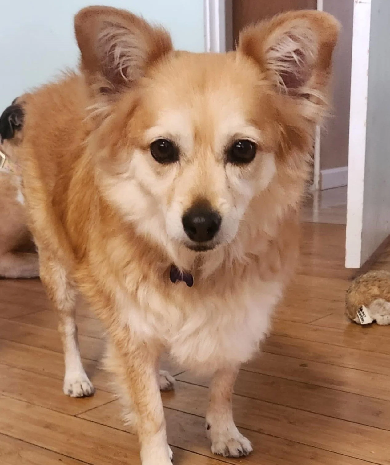 Princess from PACC post groom .jpg