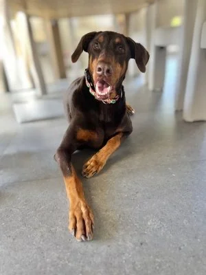 Hanzo: A Gentle Senior Doberman 