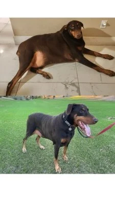 image (8).jpeg