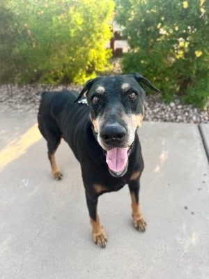 Chanel: A Calm, Affectionate Doberman Ready to Be Loved for Life