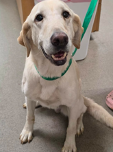 Charm “Lyla”: A Gentle Lab Mix with a Shining Soul Ready to Be Cherished