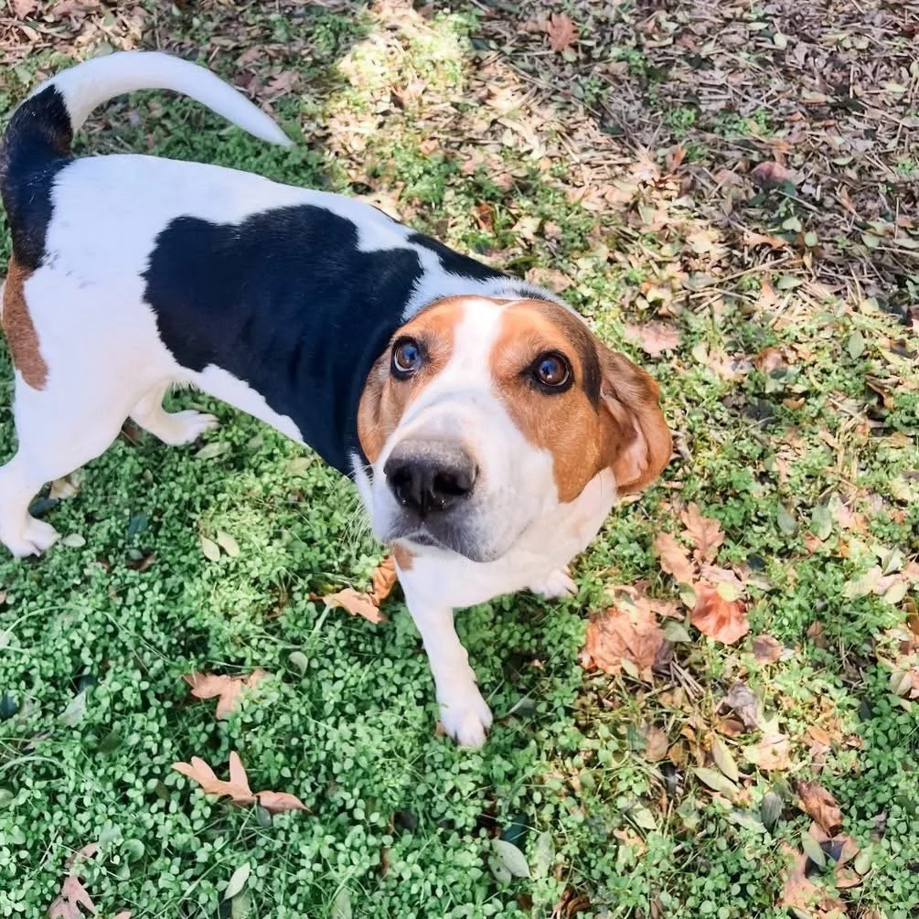 Sally: A Sweet Coonhound 
