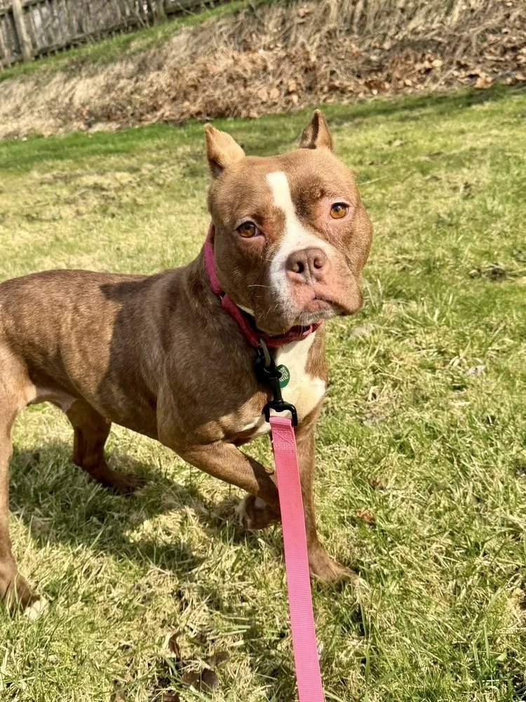 Barbie: A Tender-Hearted Pittie Ready to Discover Life in a Loving Home