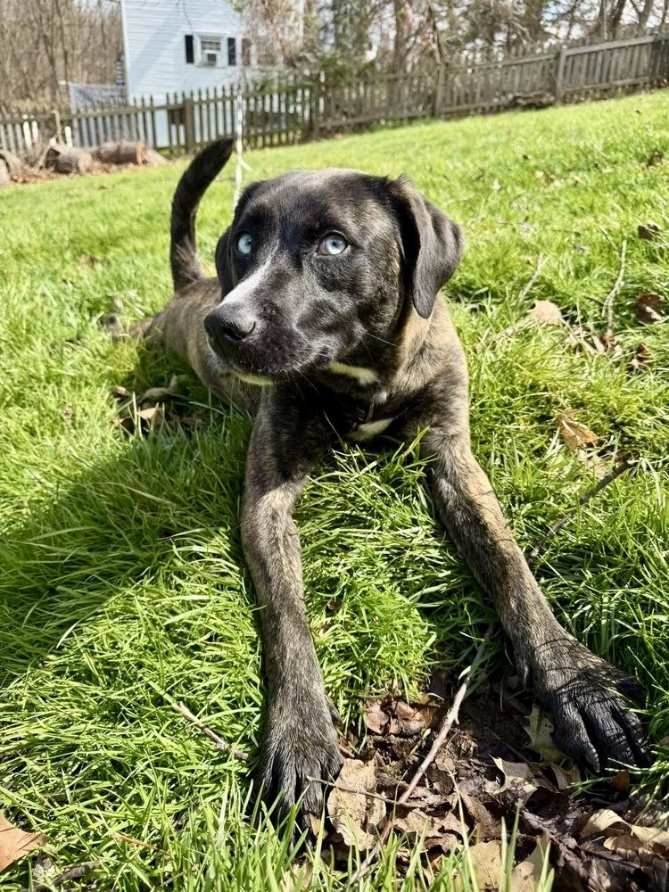 Johanna: A Blue-Eyed Beauty Who Loves Fetch, Friends, and Cozy Movie Nights