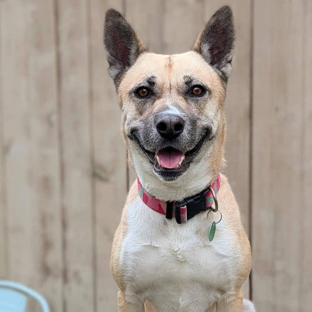 Gemma: A Joyful Siberian Shepherd Mix Ready to Make Life More Exciting