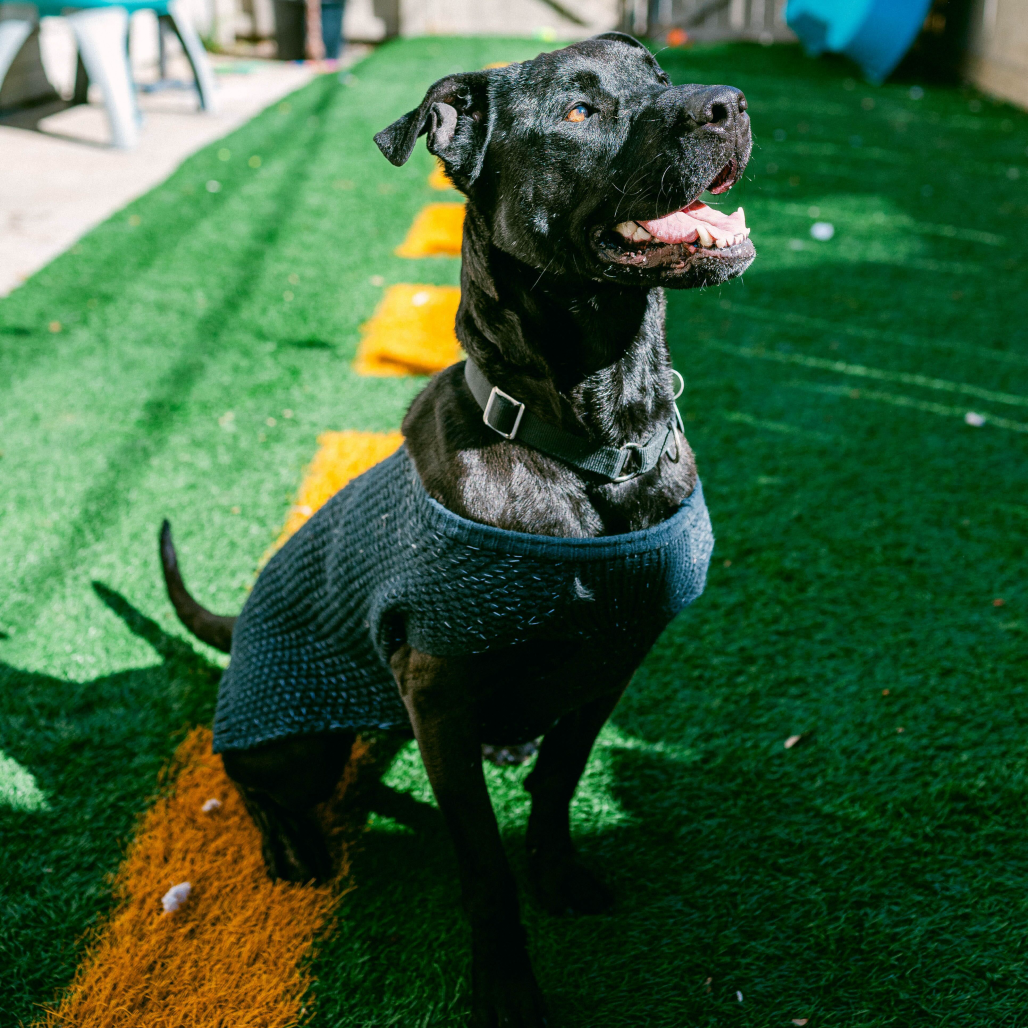 Bruno: A Sweet, Loyal Lab Mix Searching for a Calm Home Where Forever Really Means Forever