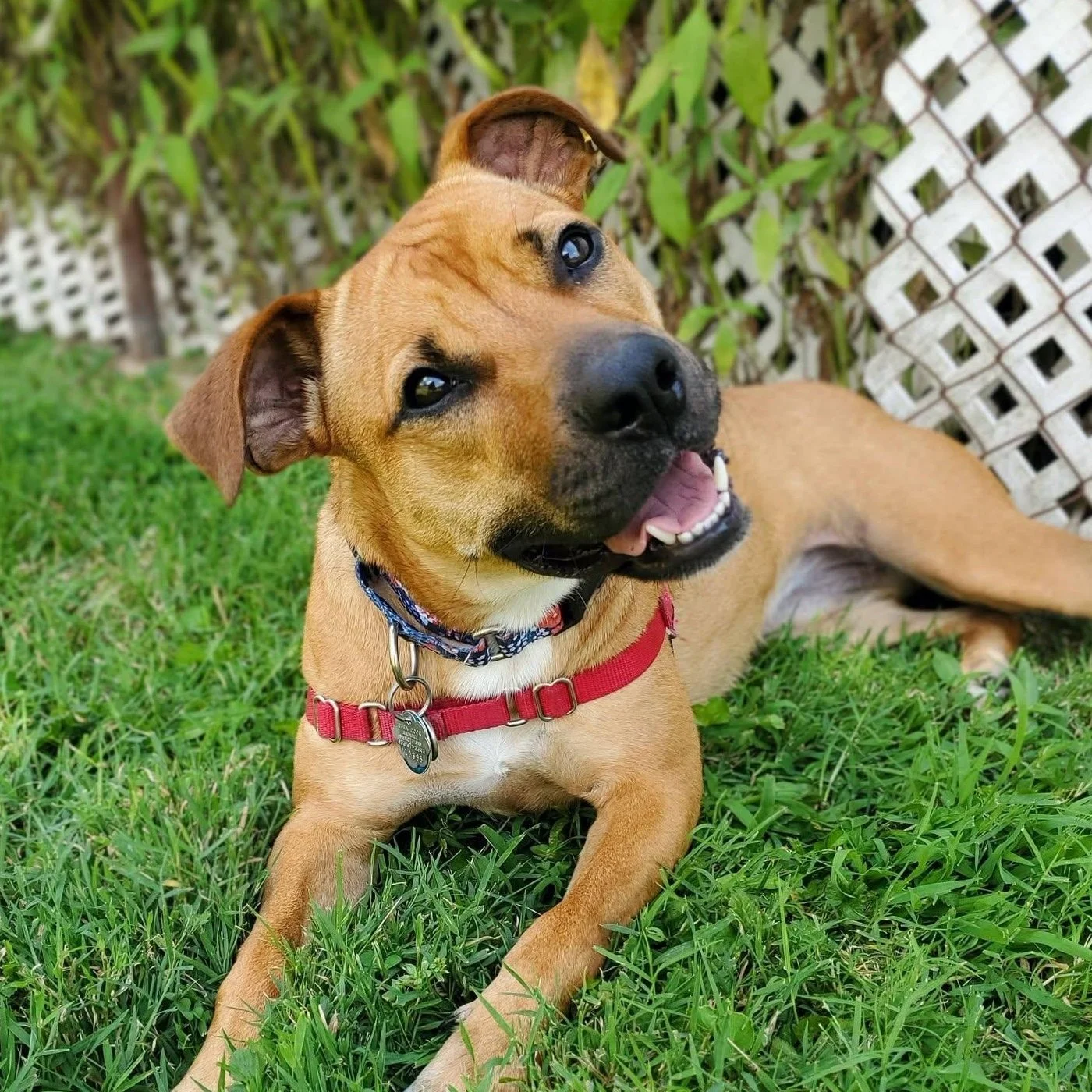 Sheila: A Shy, Affectionate Lab Mix Learning to Trust