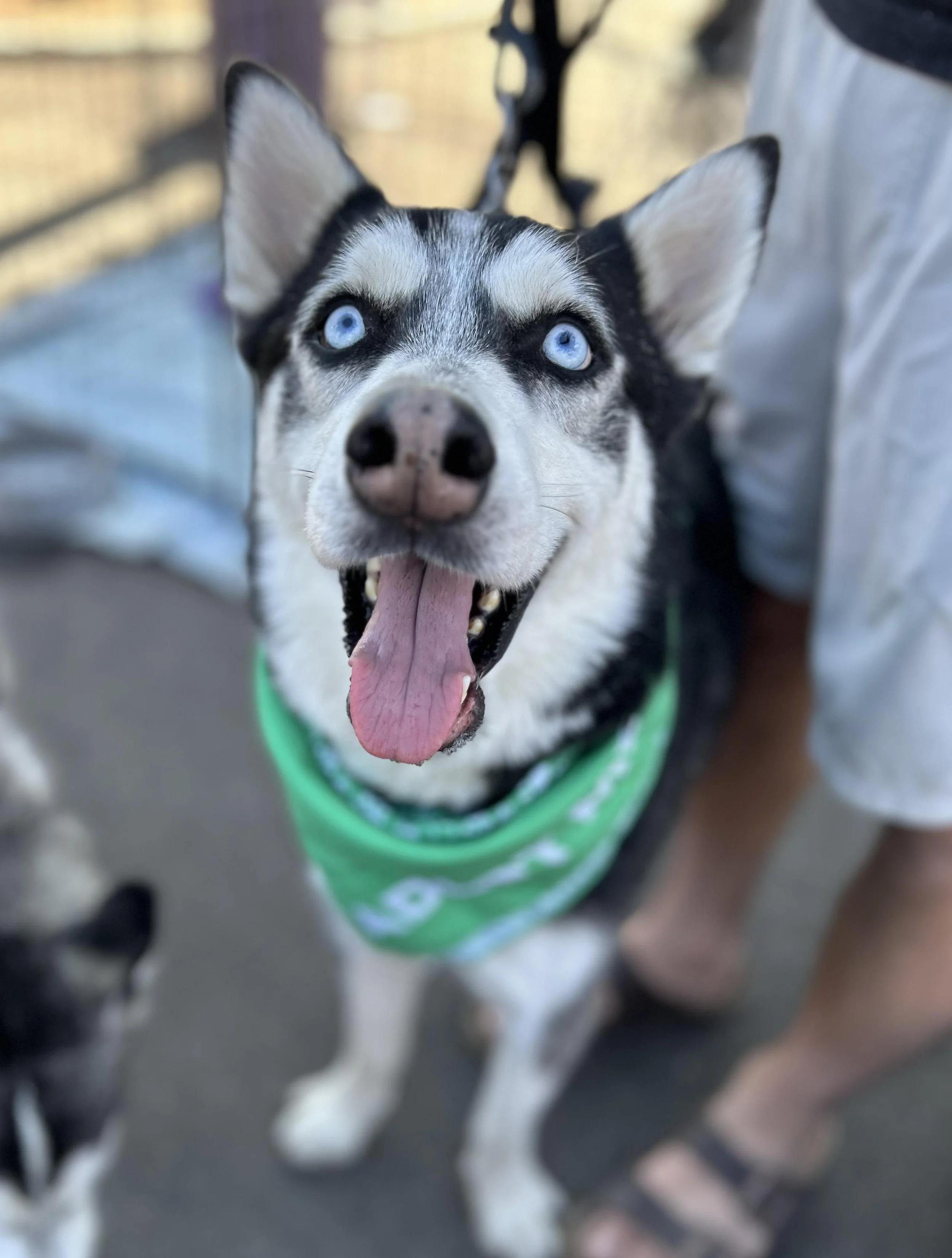 Jameson: A Goofy, Affectionate Husky