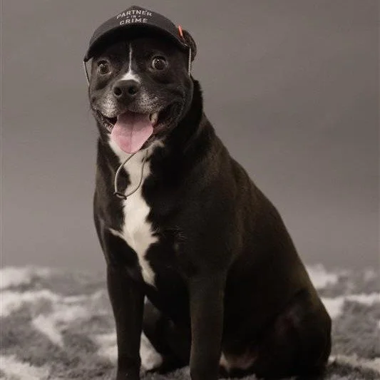 Lucas: A Friendly, Affectionate Dog With a Joyful Spirit