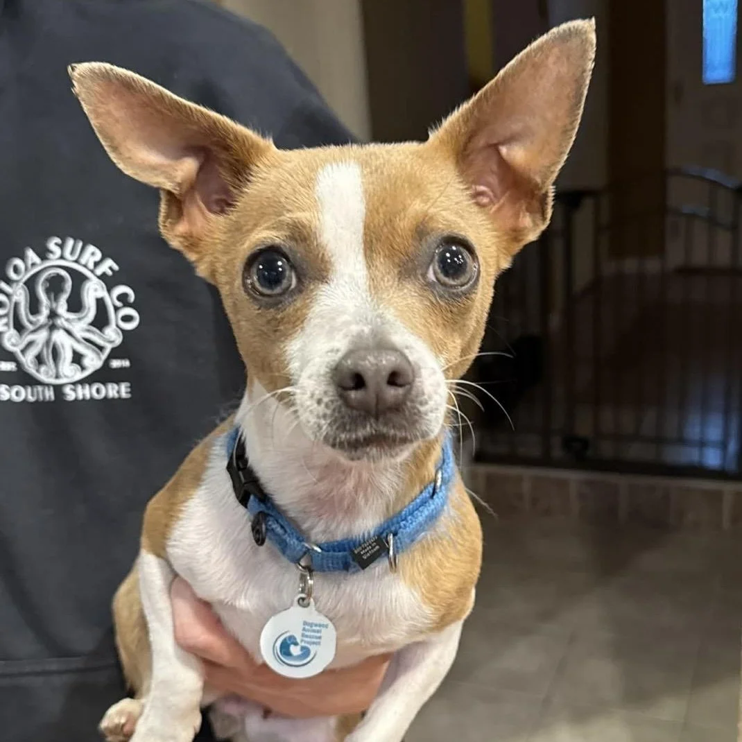 Bonnie: A Loving Chihuahua Mix 