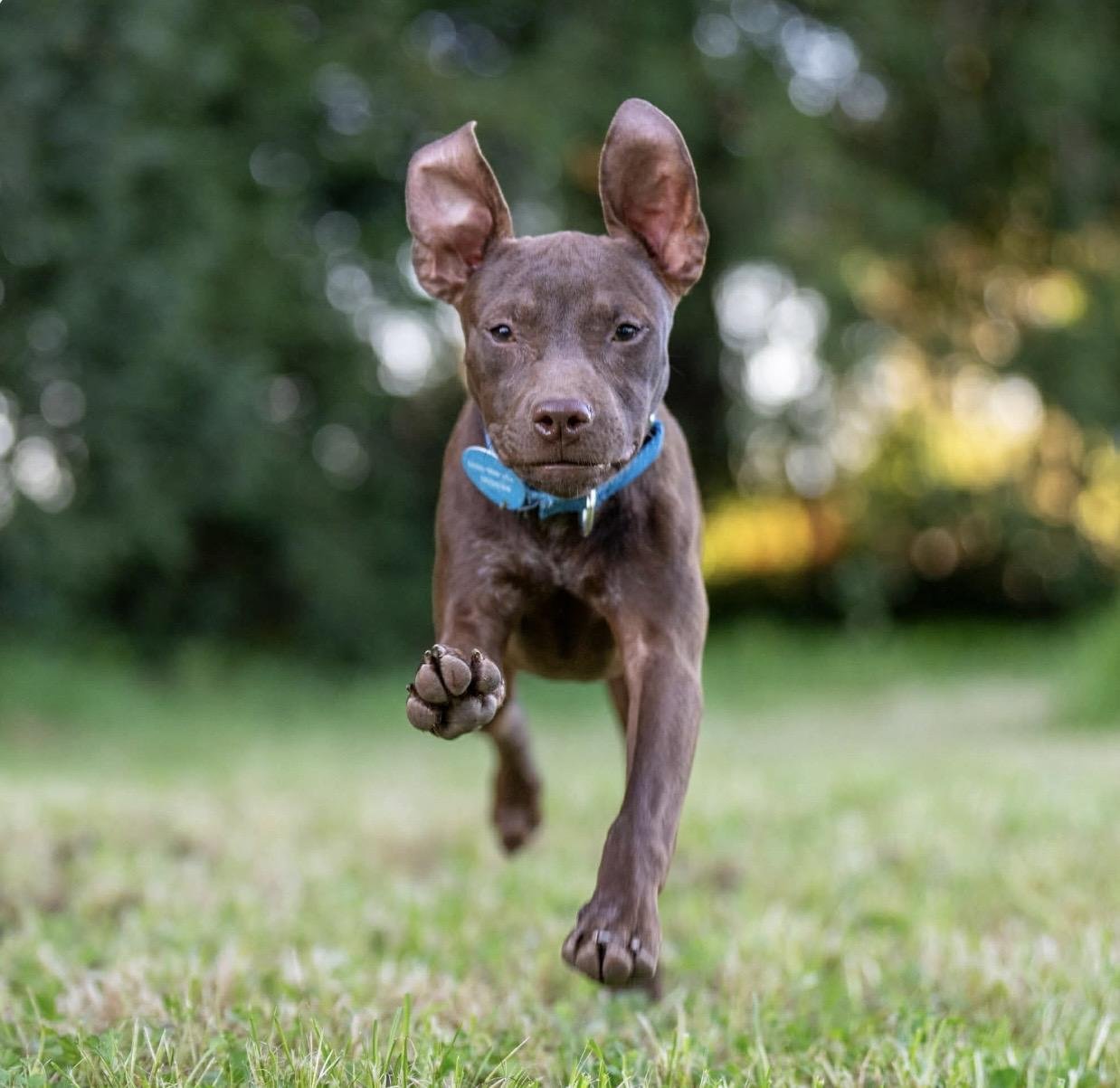 Nestle: A Sweet, Social Pit Bull Terrier Mix Ready to Be Loved