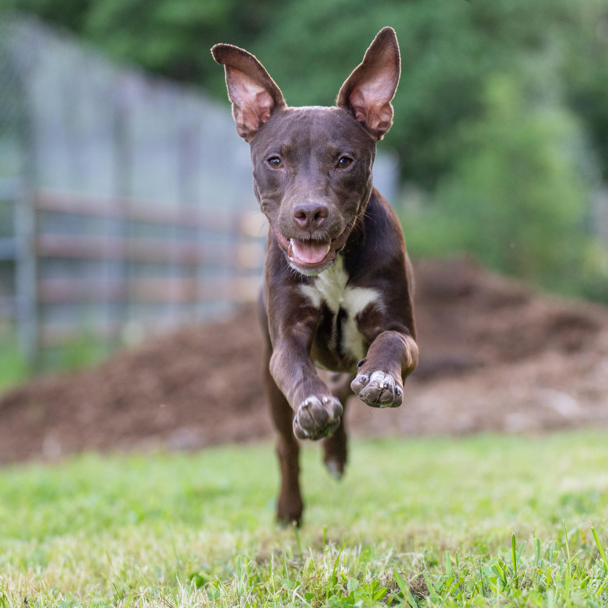 Hershey: A Sweet, Social Pit Bull Terrier Ready for Her Forever Home