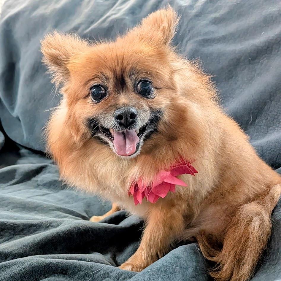 Bella: A Gentle, Affectionate Pomeranian-Chihuahua Mix