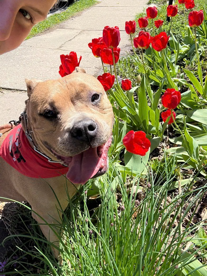 Kit: A Laid-Back Pit Bull Who Loves Walks and Couch Time