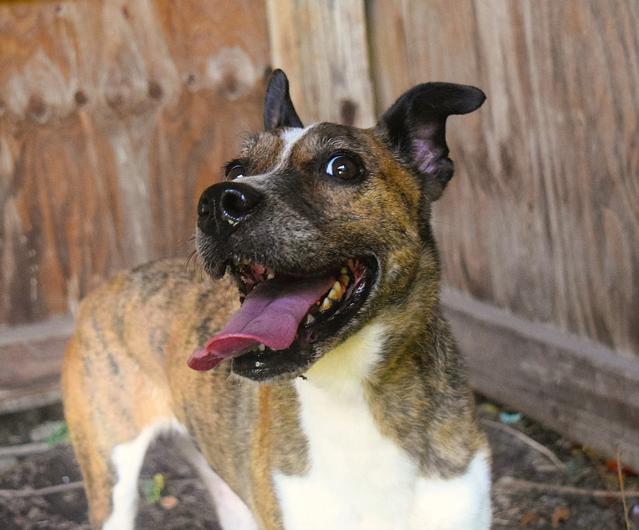 Wisteria: A Smiling Senior Terrier Who Loves Staying by Your Side