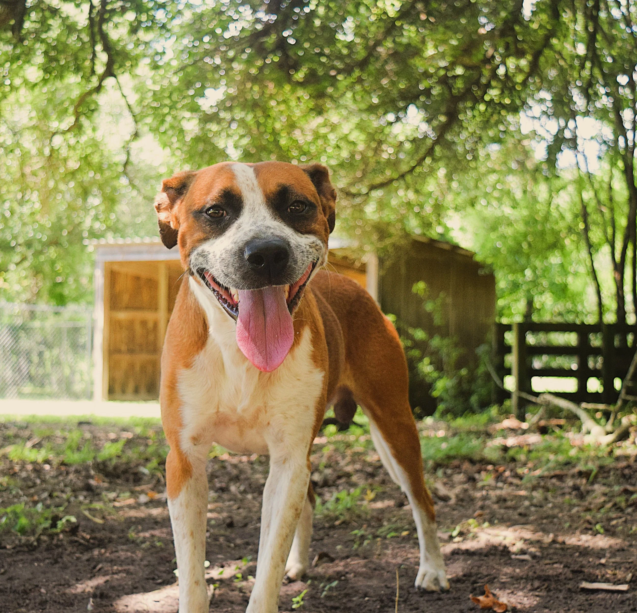 Tigger: A Friendly Hound Mix Who Loves Exploring Outside