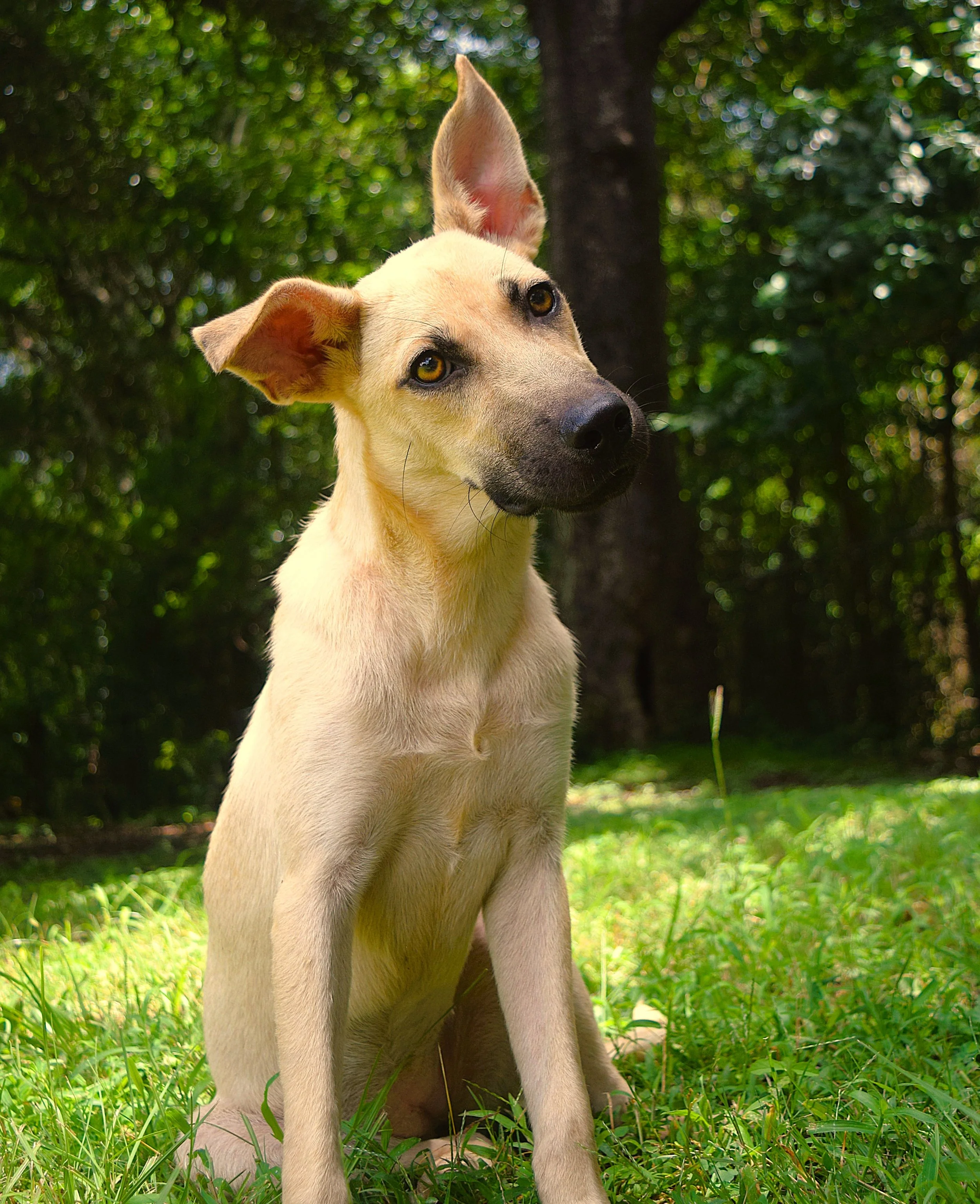 Squirrel: A Loving Young Dog with Beautiful Ears and Chic Eyeliner
