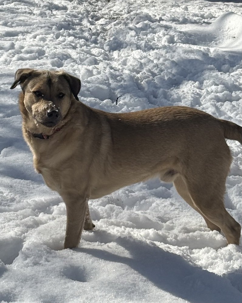Daniel: A Gentle Shepherd Mix Learning to Trust and Love