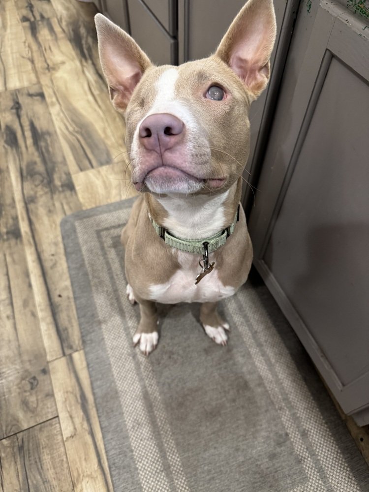 Ducky: A Smart, Resilient Blind Pit Bull Mix Who Loves to Play