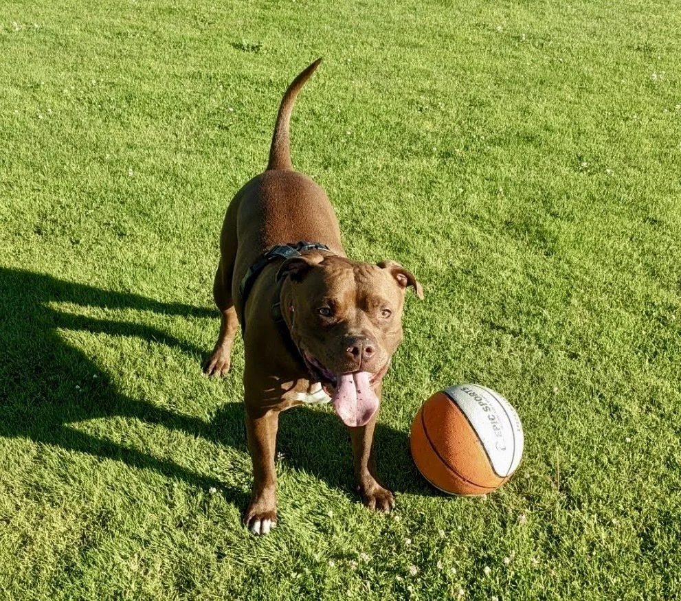 Potato: A Goofy, Affectionate Pit Bull Mix Who Loves to Snuggle