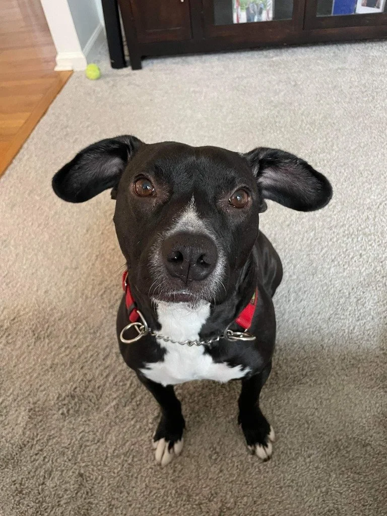 Bella: A Brave, Affectionate Black Lab Mix