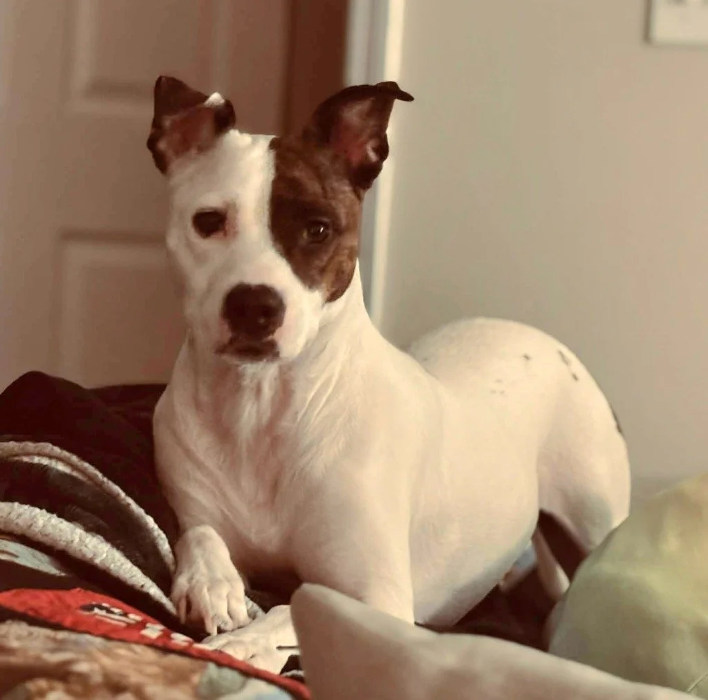 Snickers Pie: A Playful Boxer Mix 