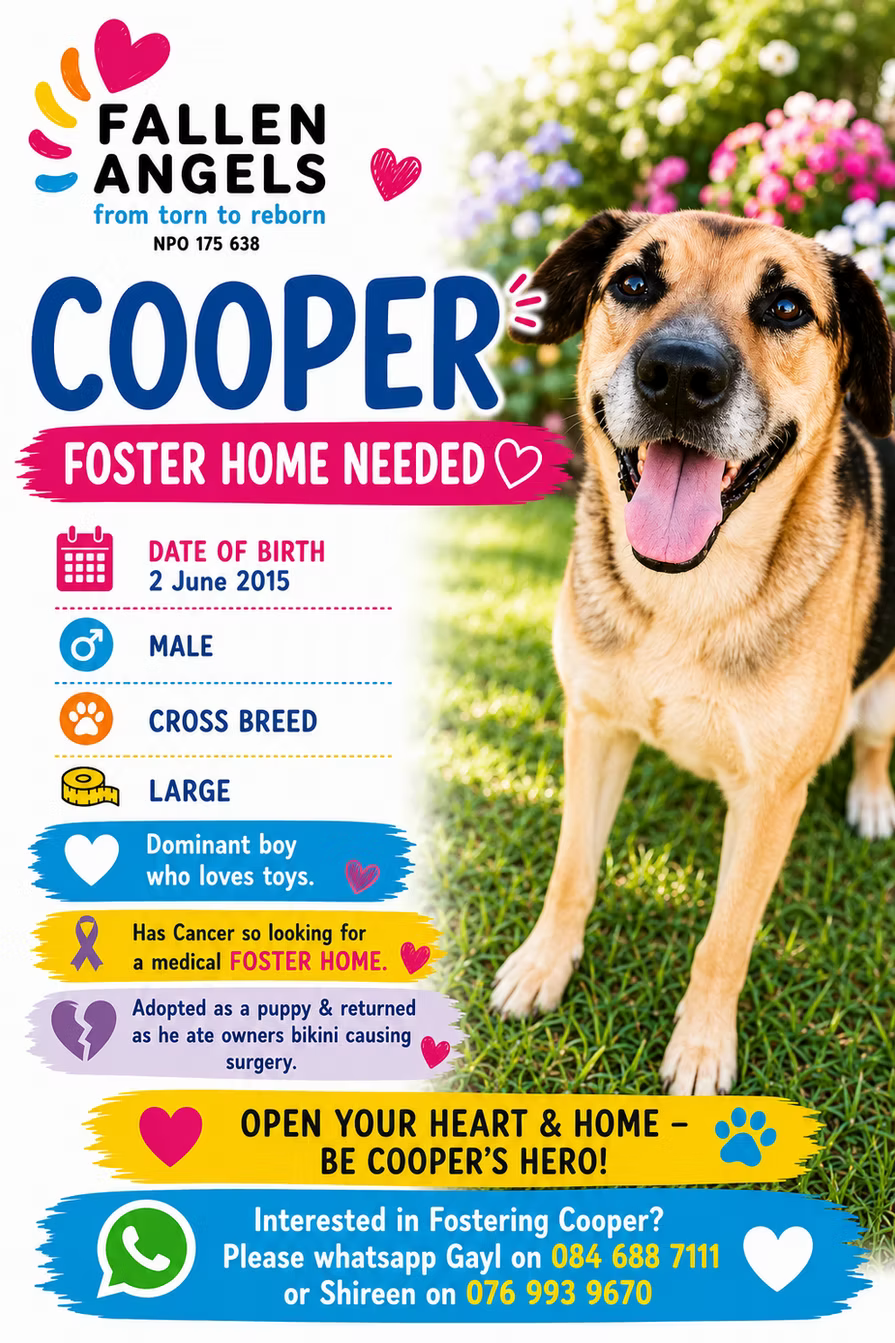 Cooper’s Last Wish: A Loving Senior with Cancer Desperately Needs a Hospice Foster Home
