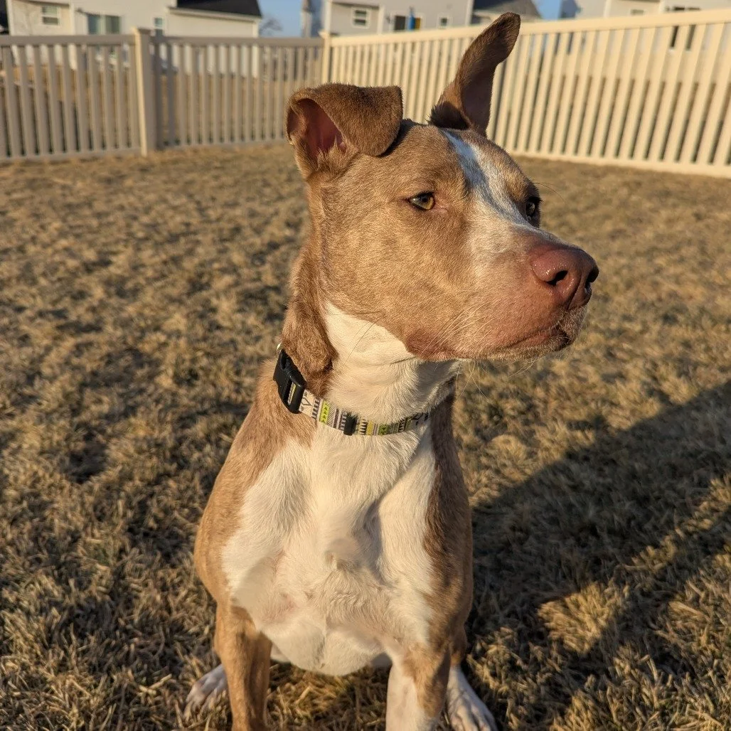 Duke: A Smart, Affectionate Cattle Dog Mix Ready for an Active Home