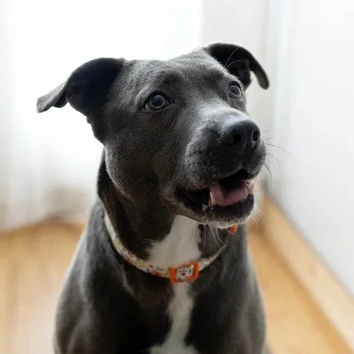 Diamond: A Snuggly Pit Bull Who Wants to Be Your One and Only