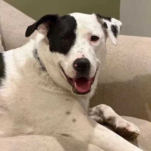 Demo: A Sweet, Shy Great Pyrenees Mix Learning How Wonderful Home Life Can Be