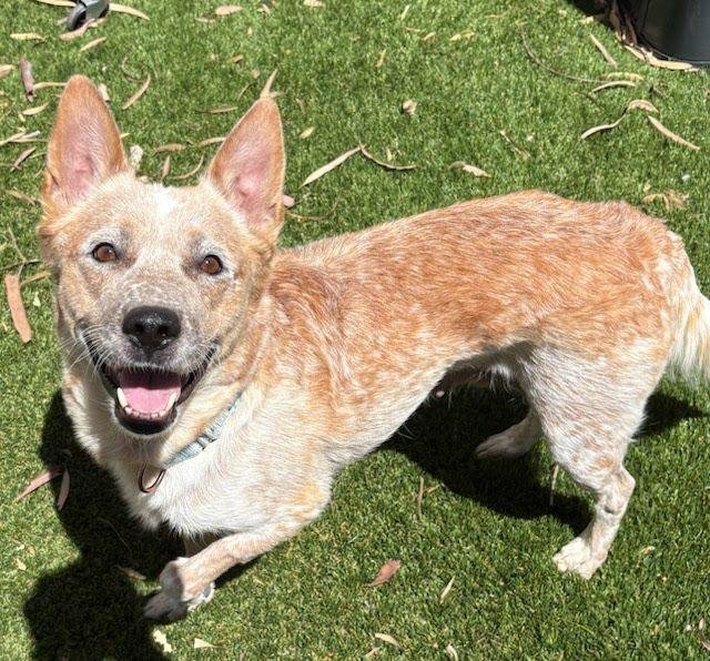 Mary: A Smart, Loyal Cattle Dog Mix Ready for Her Next Mission