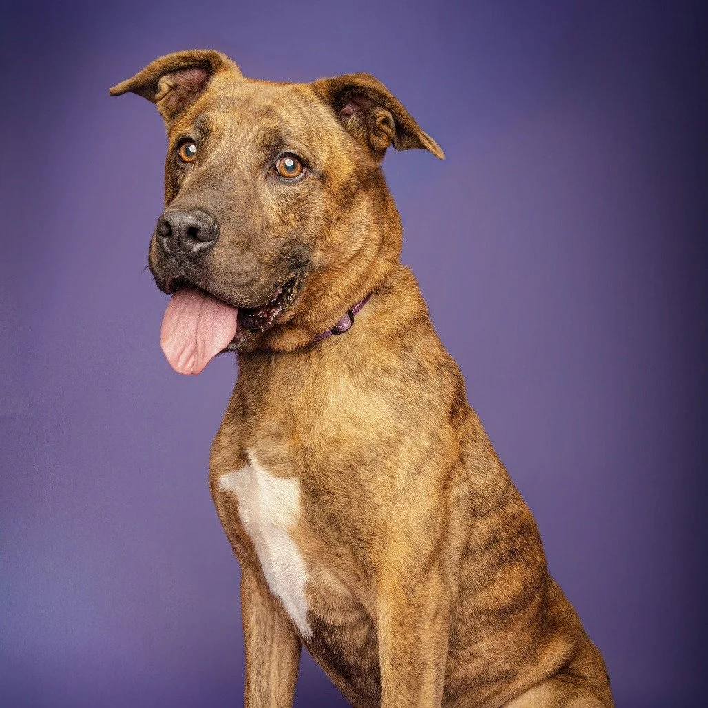 Damon: A Brindle Adventure Buddy Who Loves Water, Car Rides, and Cuddles