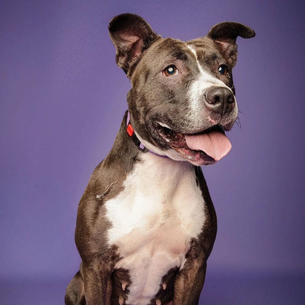 Wednesday: A Goofy “Shelter Bowling Ball” Ready to Roll Into Your Heart