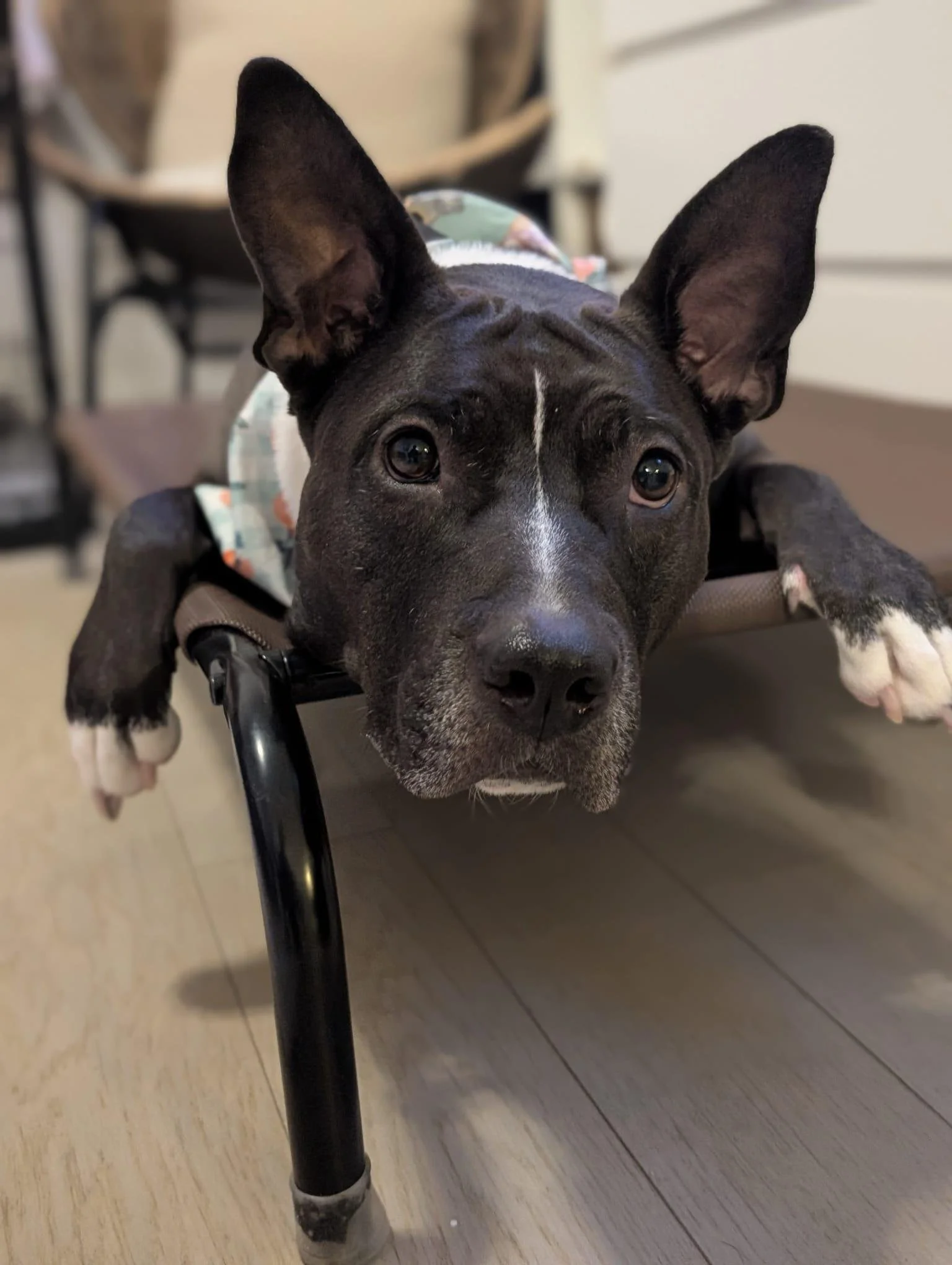 Peaches: A Silly, Cuddly Girl Finally Getting Her Second Chance