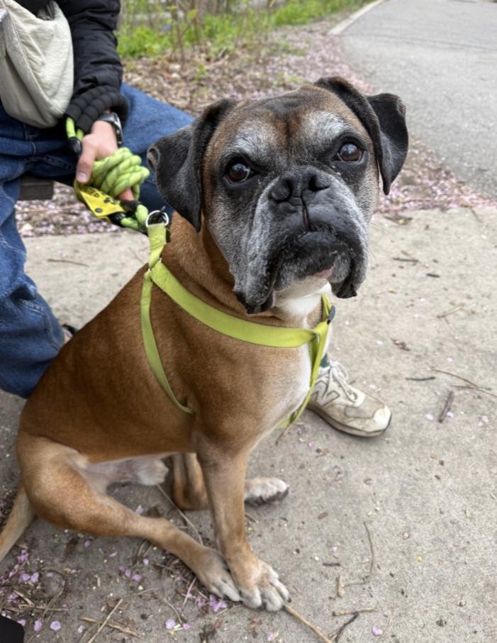 Ruckus: A Cuddly Senior Boxer Searching for His Forever Couch Cushion