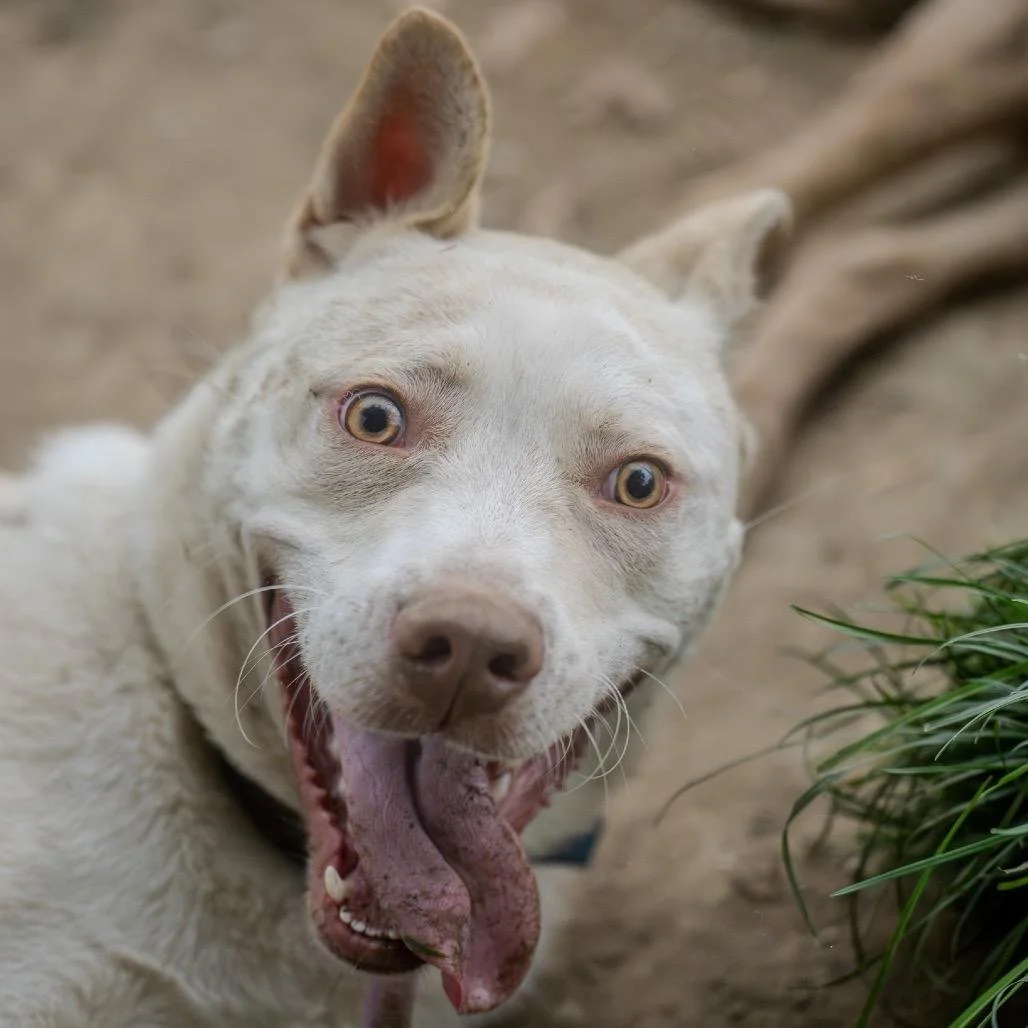 Rocket: An Energetic Husky Lab Mix Ready to Blast Into Your Heart