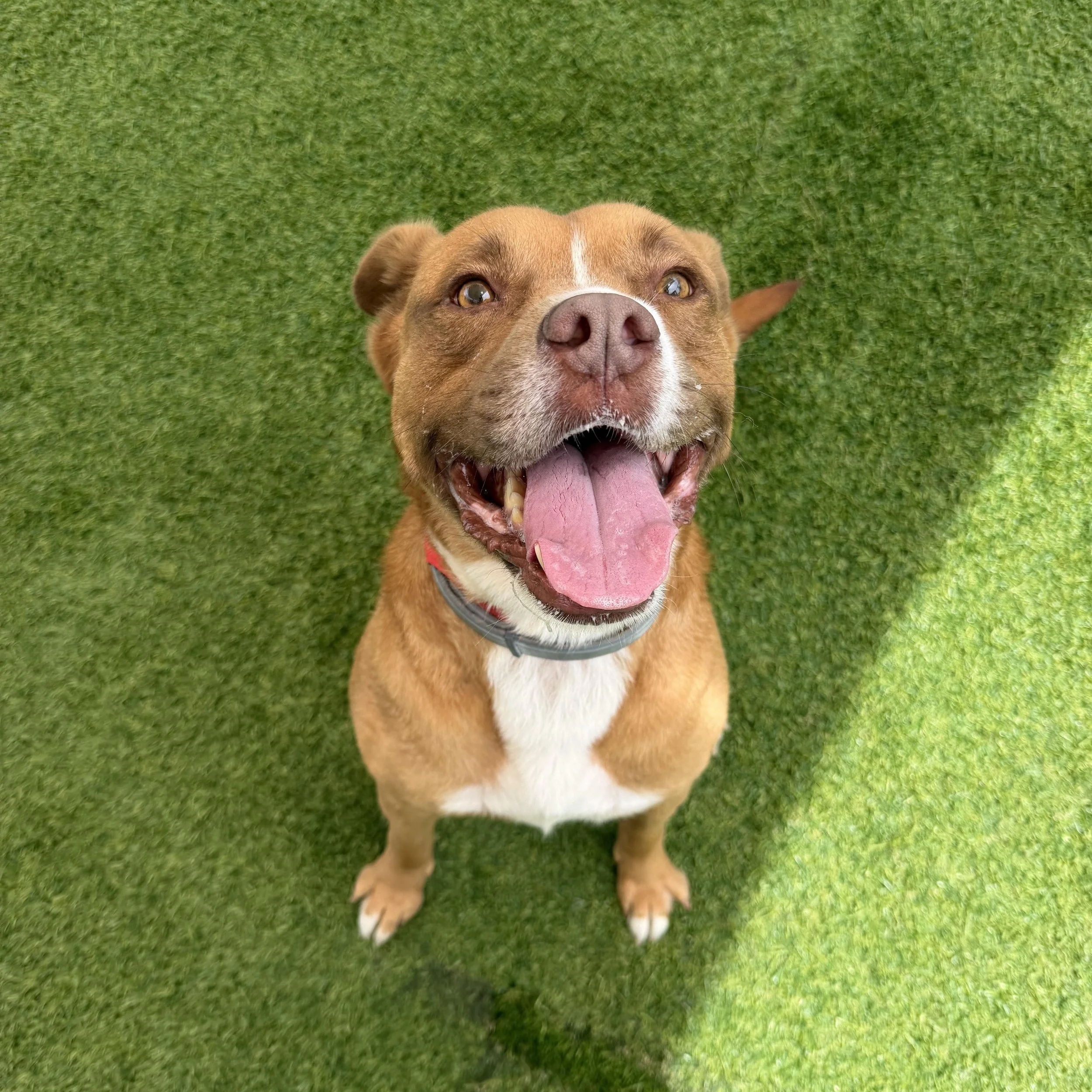 Lawrence: A Playful Survivor with an Unforgettable Goofy Smile