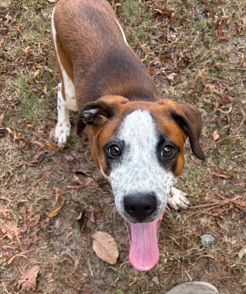 Mya: A Sweet, Playful Pointer Mix Ready to Grow Up with a Family