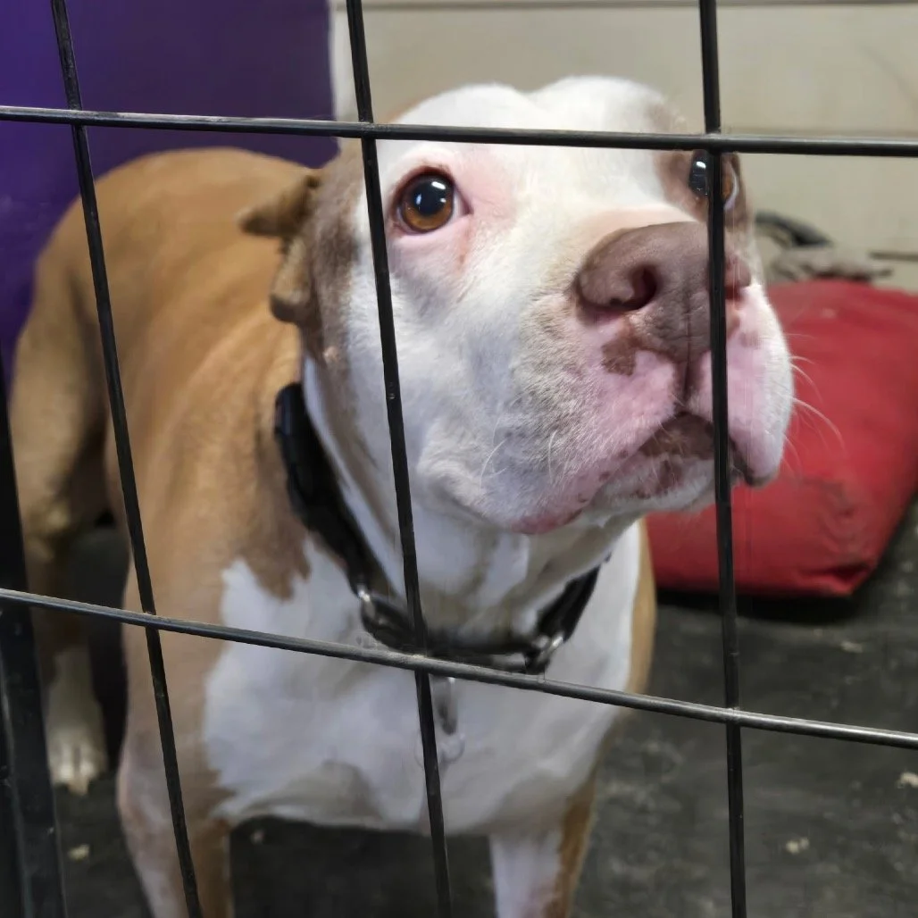 Bootsie: A Sweet Senior Couch Queen Searching for a Quiet Home